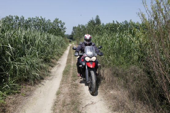 Triumph Tiger Travelogue 5 7 Punjab Fields web