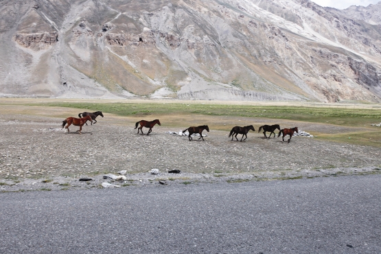 Triumph Tiger Travelogue 6 - Kashmir horses web